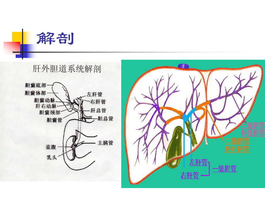 胆石病病人护理课件.ppt_第2页