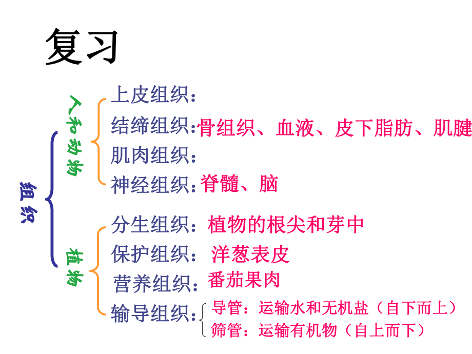 生物体的器官系统课件.ppt_第1页