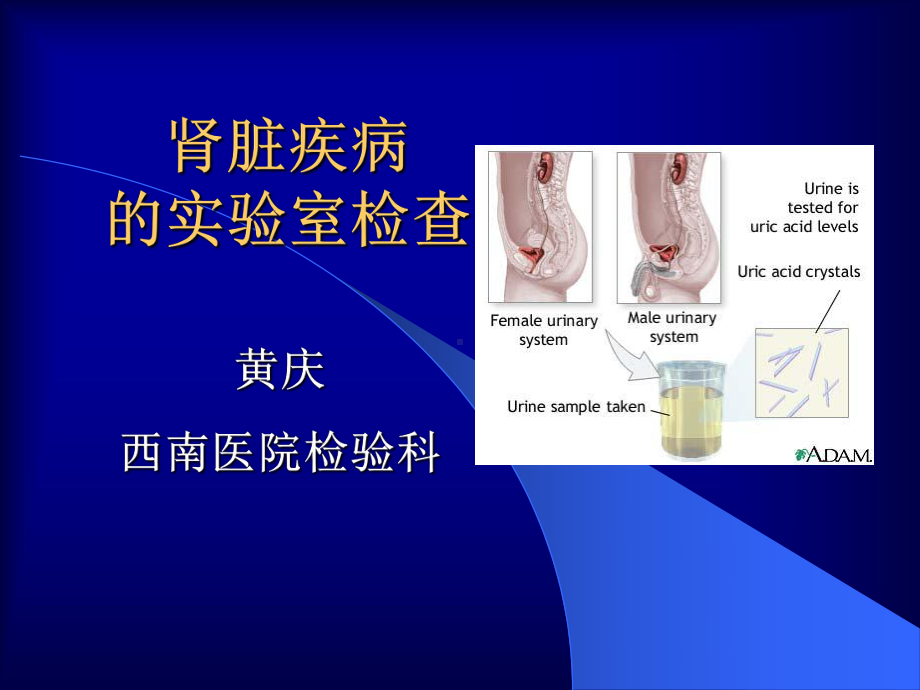 肾功能实验诊断课件.pptx_第1页