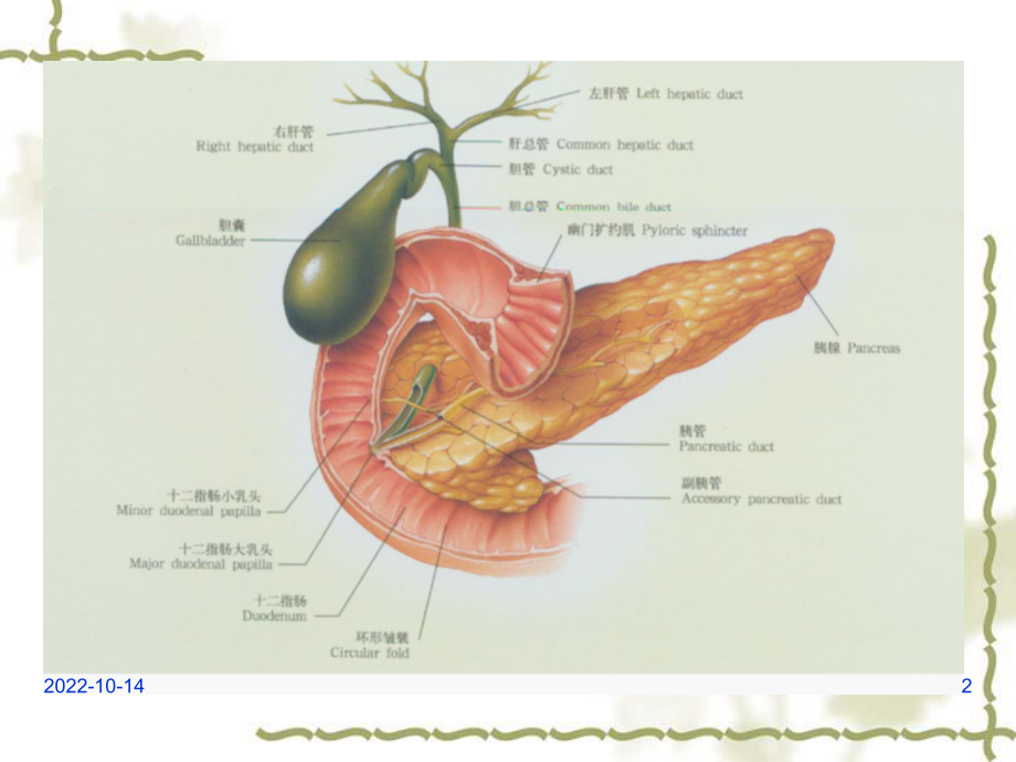 某医院胆道疾病医疗管理知识分析课件.ppt_第2页
