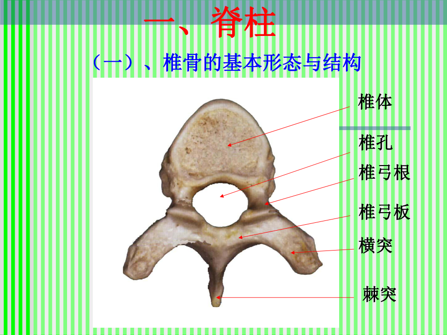 脊柱解剖图第一部分-课件.ppt_第3页