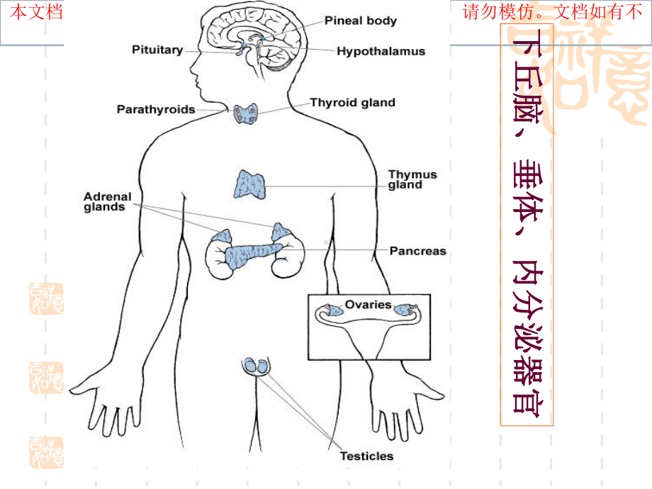 肾上腺皮质激素培训课件.ppt_第1页