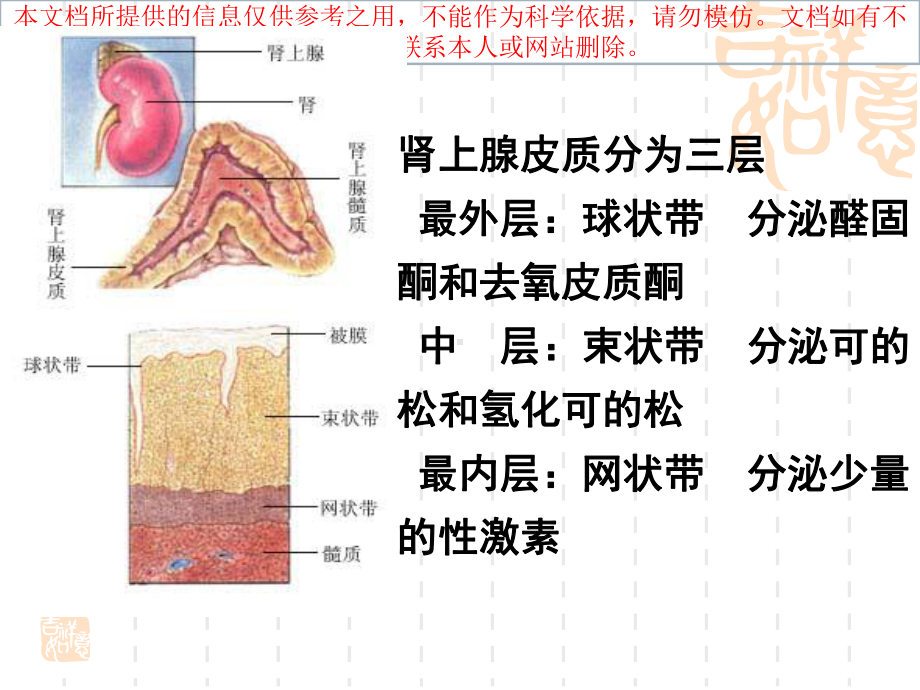 肾上腺皮质激素培训课件.ppt_第2页