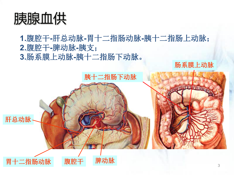 胰腺肿瘤性病变学习课件.ppt_第3页