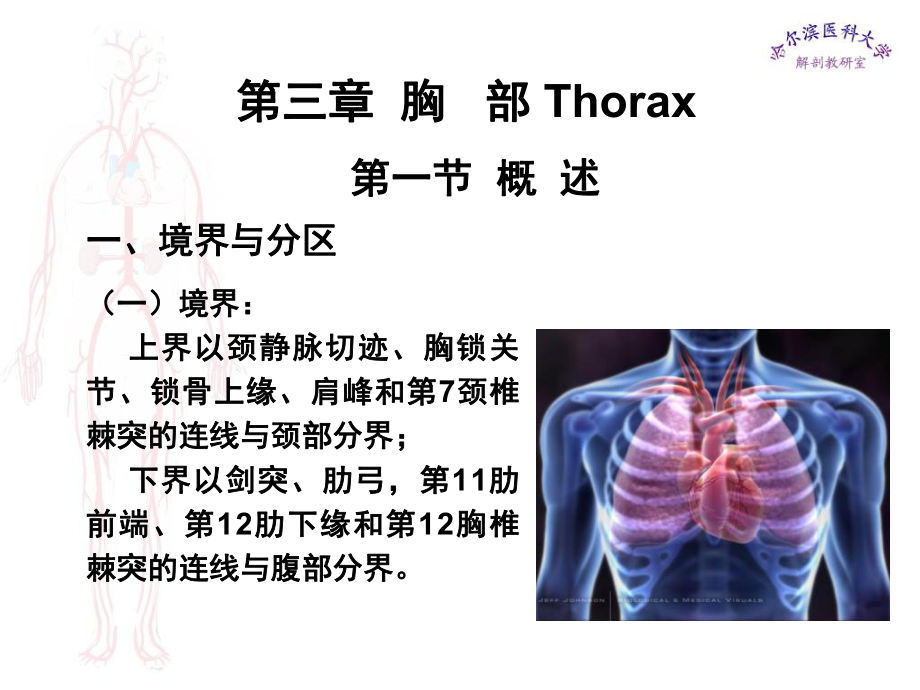 临床医学五年制局部解剖学课件胸部-.ppt_第1页