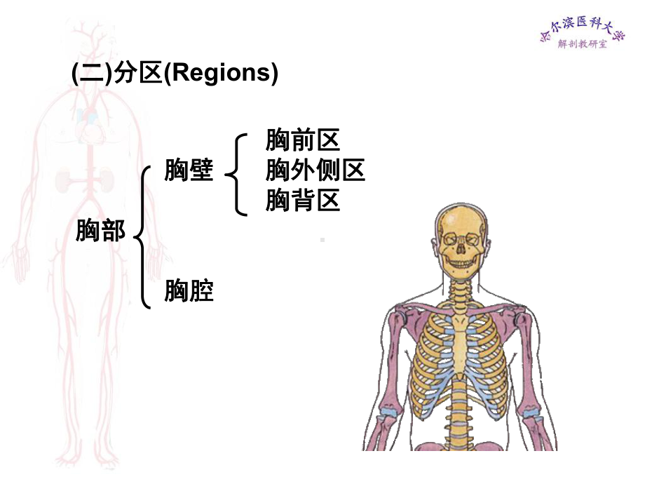 临床医学五年制局部解剖学课件胸部-.ppt_第2页