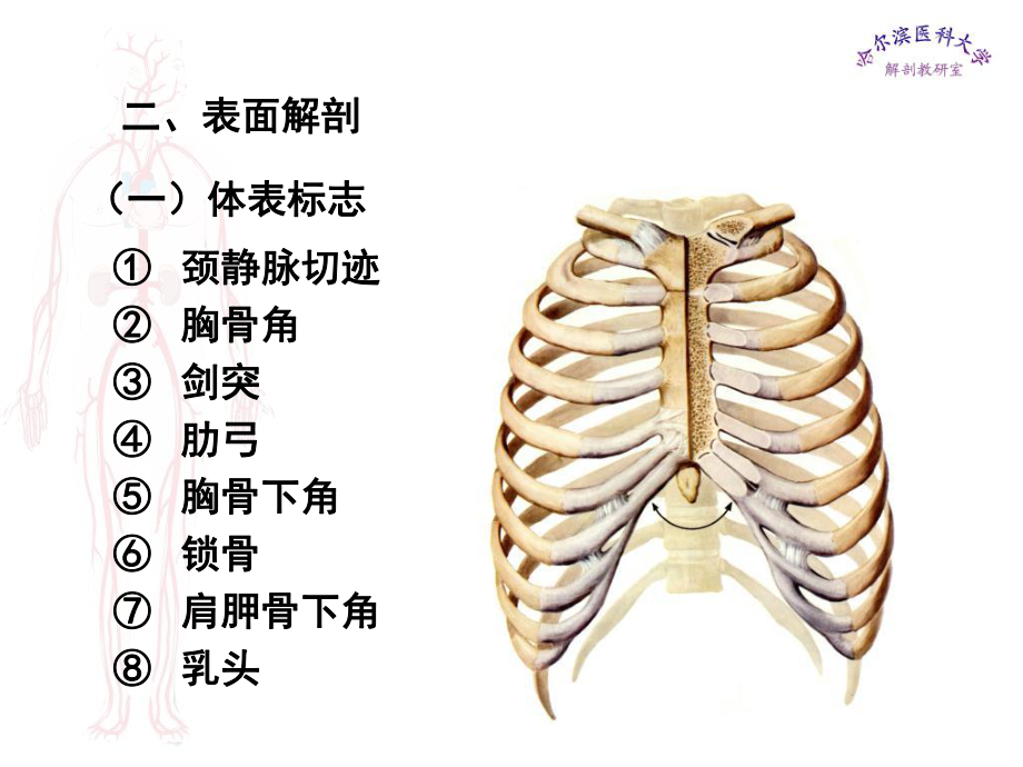 临床医学五年制局部解剖学课件胸部-.ppt_第3页