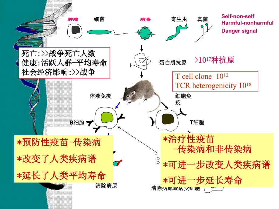 疫苗研究中的的反向疫苗学-共66张课件.ppt_第3页