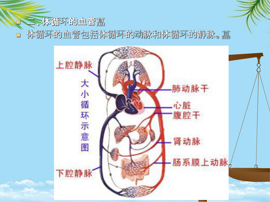 运动解剖学血管全面课件.pptx_第3页