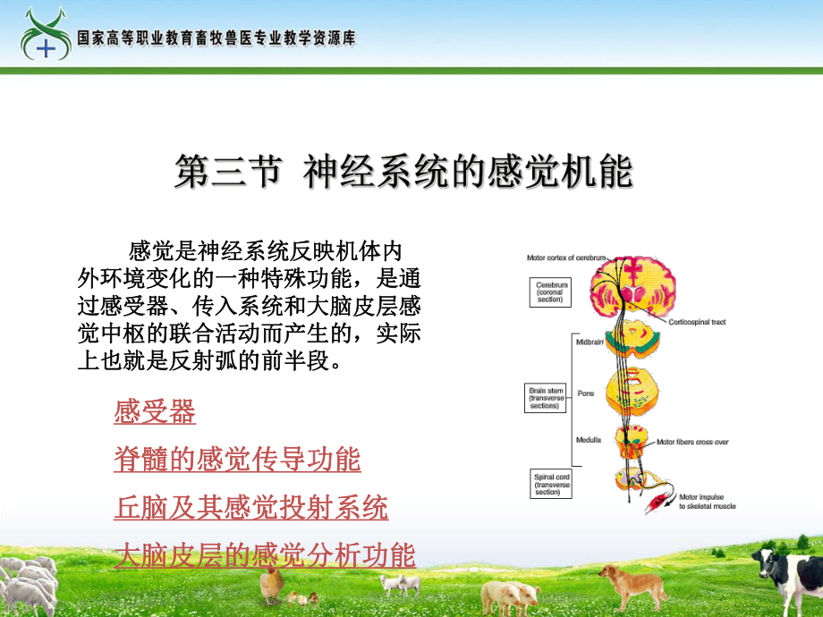 神经系统的感觉机能课件.ppt_第1页