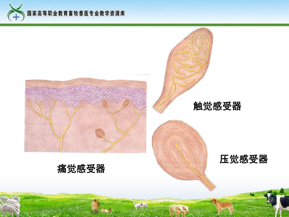 神经系统的感觉机能课件.ppt_第3页