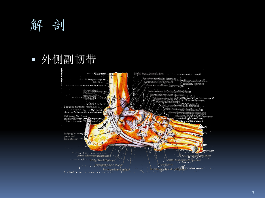 踝关节韧带损伤与修复课件.ppt_第3页