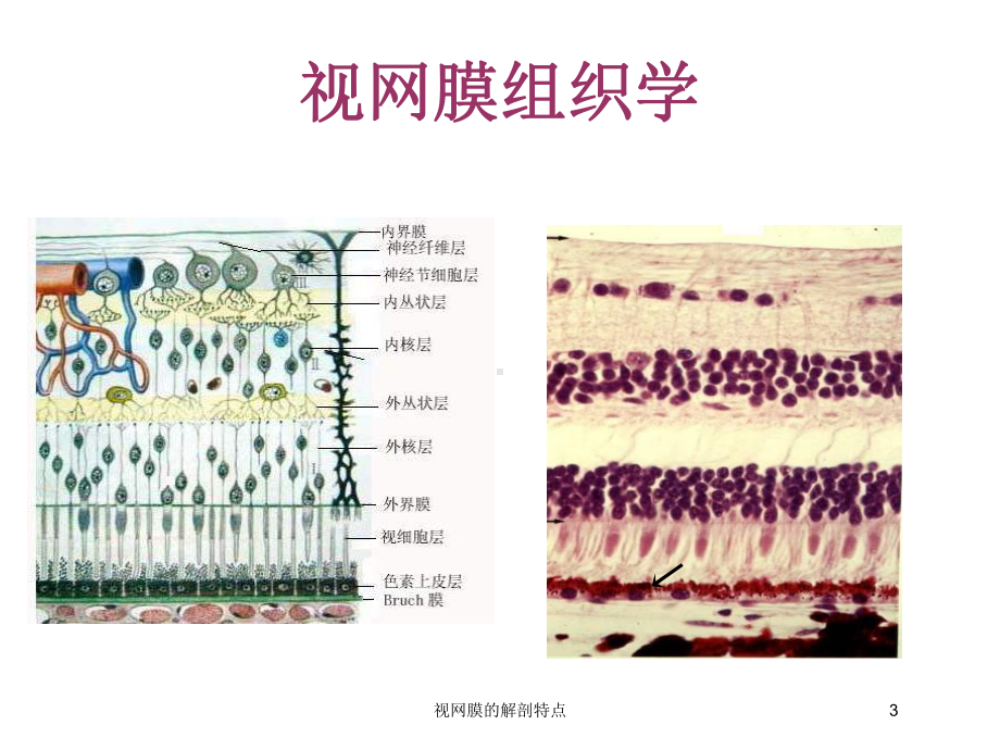 视网膜的解剖特点培训课件.ppt_第3页