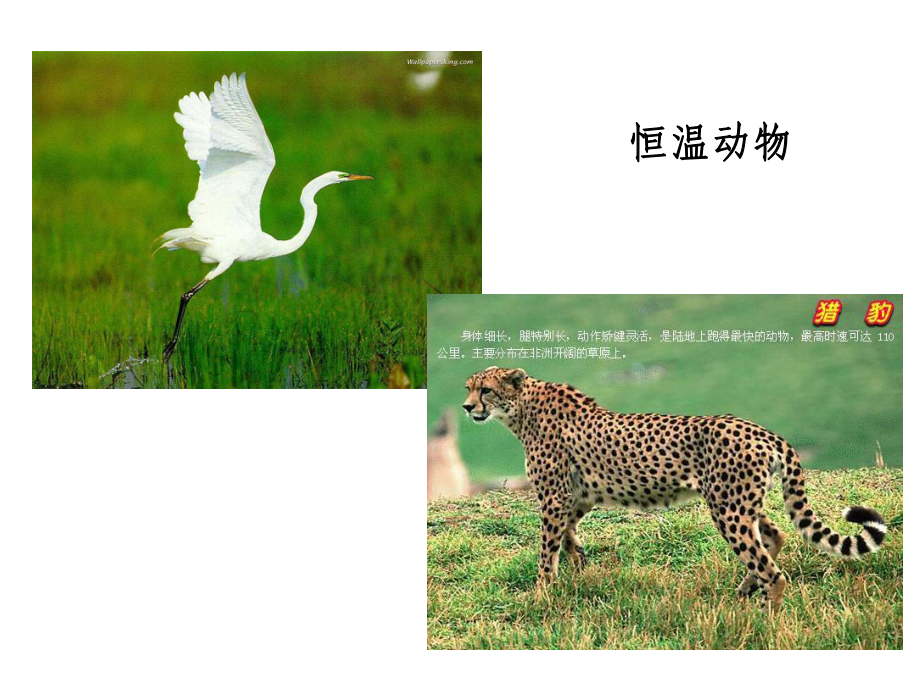 人体体温及调节课件.ppt_第3页