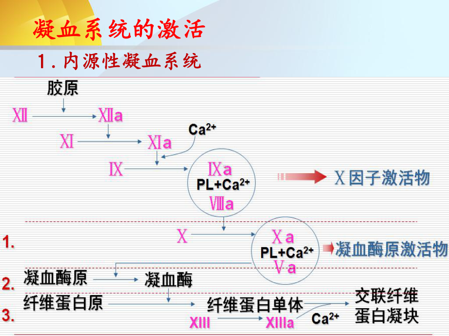 致病因子概念纤溶亢进同时继发器官功能障碍出血贫血休克微循环中课件.ppt_第2页