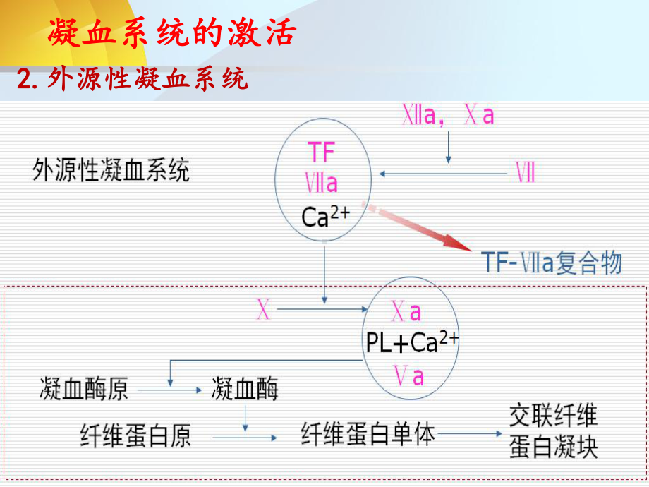 致病因子概念纤溶亢进同时继发器官功能障碍出血贫血休克微循环中课件.ppt_第3页