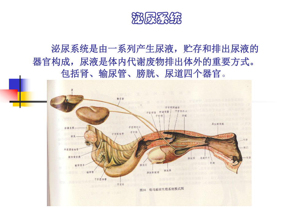 家畜解剖生理-泌尿系统医学课件.ppt_第1页