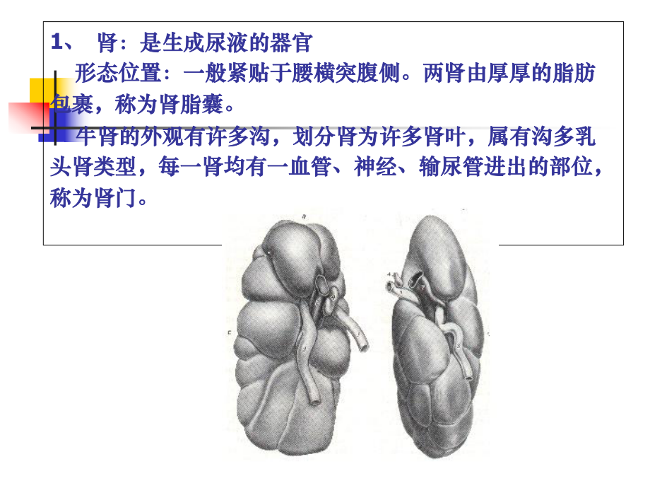 家畜解剖生理-泌尿系统医学课件.ppt_第3页