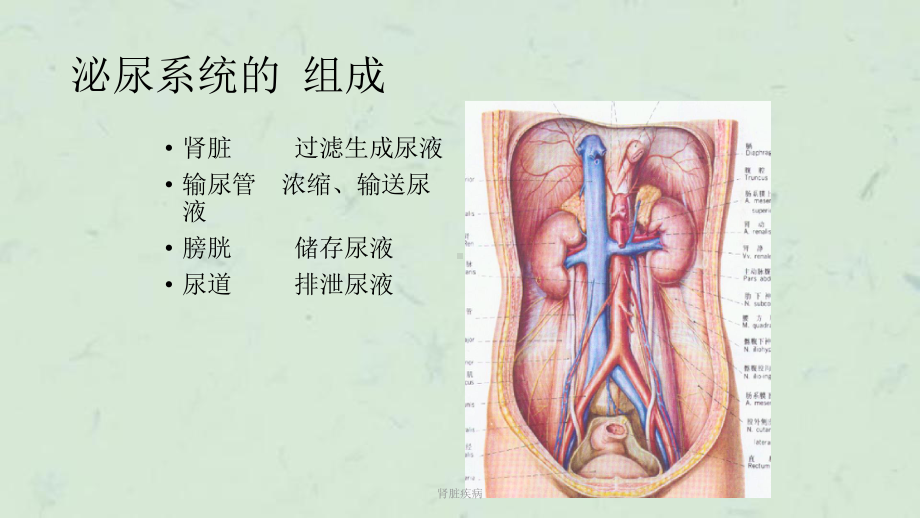 肾脏疾病课件.ppt_第3页