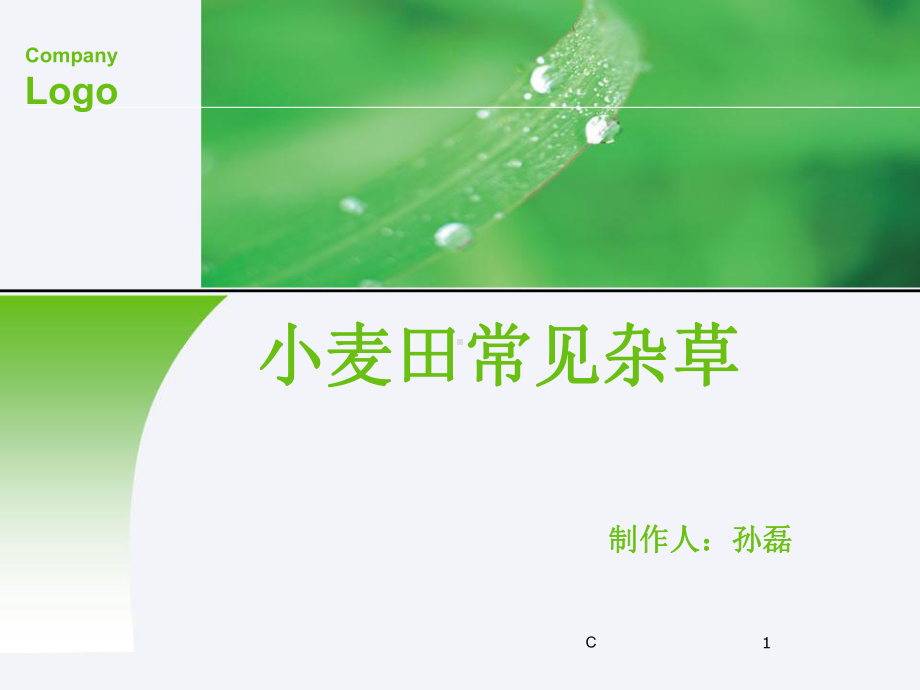 小麦田常见杂草(图解和各生长特点)教学课件.ppt_第1页