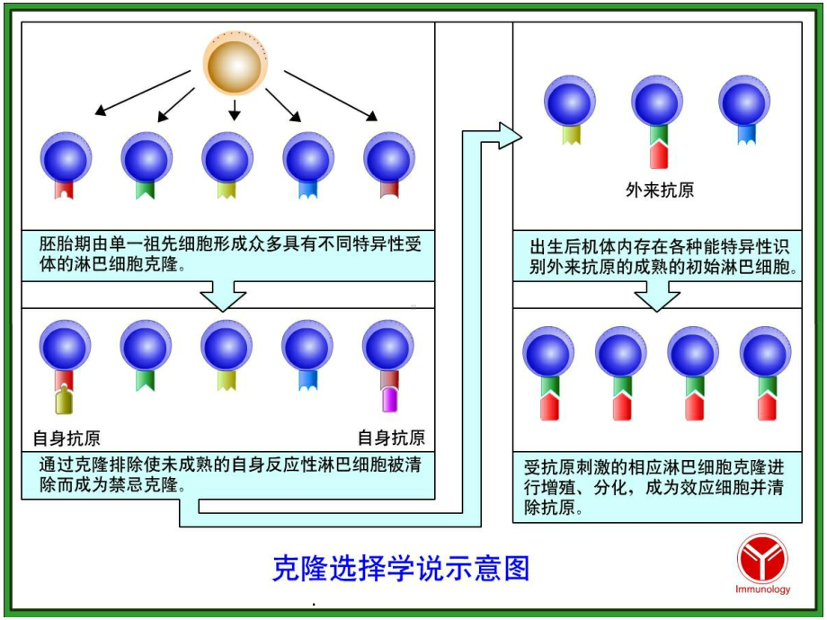 适应性免疫应答的特点及其机制课件-2.ppt_第3页