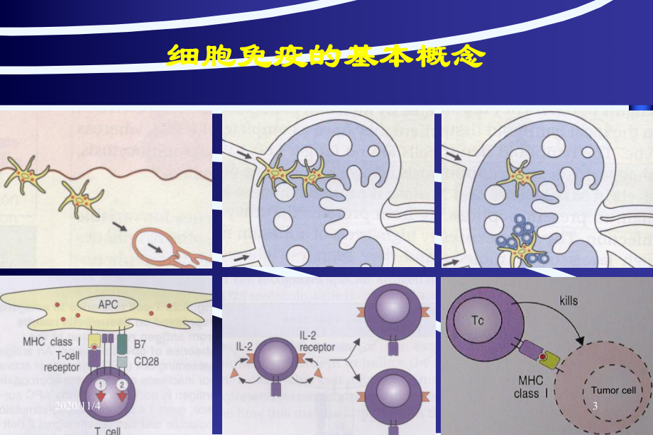 肿瘤的生物治疗课件.ppt_第3页