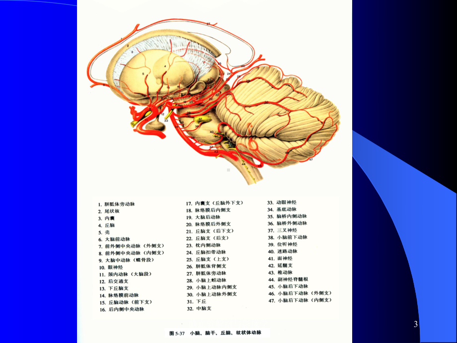 脑血管解剖与影像学课件.ppt_第3页