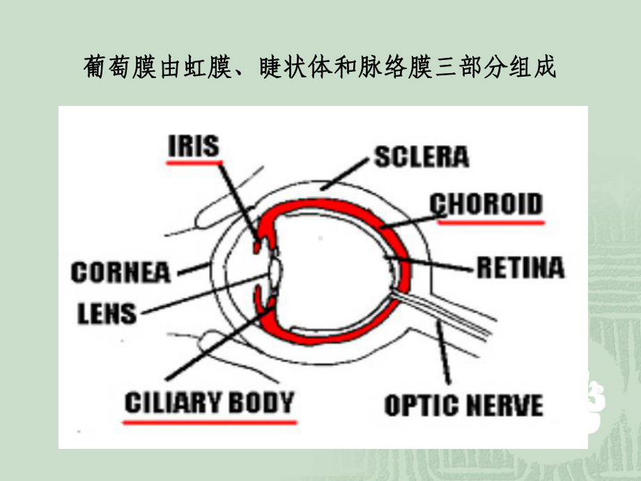 葡萄膜病眼科学课件.pptx_第2页