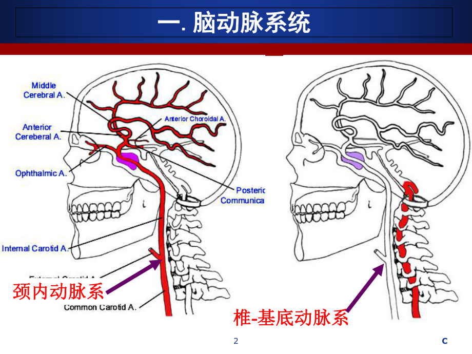 脑血管解剖及DSA阅片解读课件.ppt_第2页