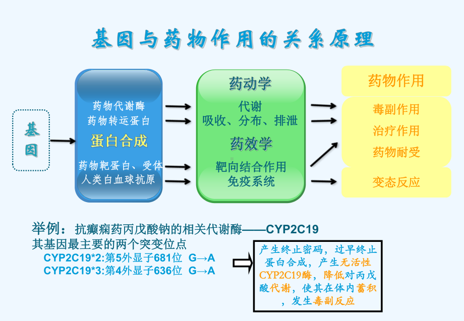 药物基因组学与个体化药物治疗方案.ppt_第3页