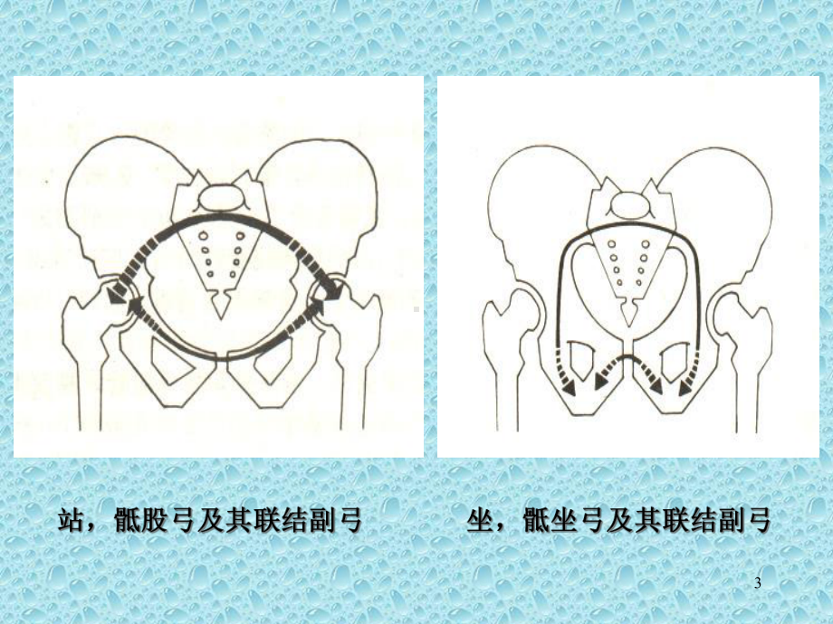 脊柱和骨盆骨折课件-2.ppt_第3页