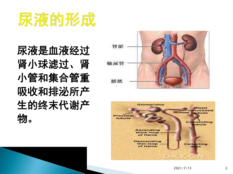 蛋白尿的诊断与鉴别课件.pptx_第2页