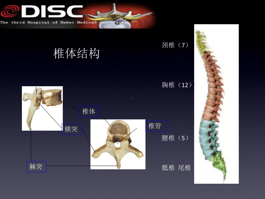 脊柱常见疾病与手术汇编课件.ppt_第3页