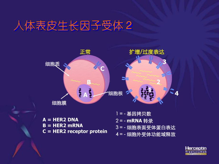 乳腺癌her-2基因处于何种状态使用赫赛汀治疗课件.ppt_第3页