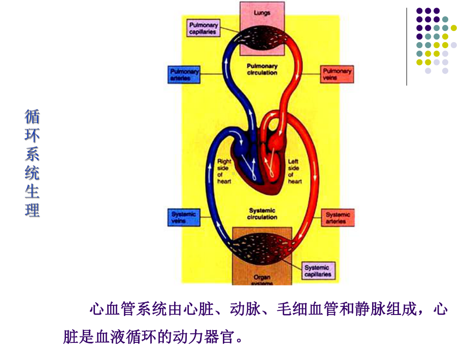 生理学课件循环人卫第七版本.ppt_第2页