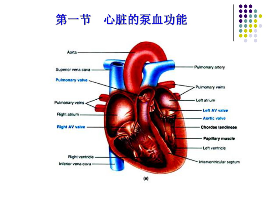 生理学课件循环人卫第七版本.ppt_第3页