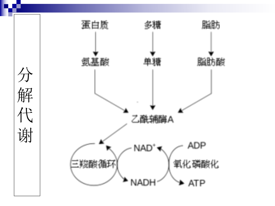 微生物代谢调节系统的特点课件.ppt_第3页