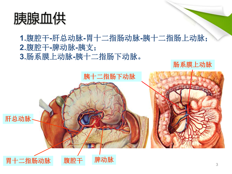 胰腺肿瘤性病变教学课件.ppt_第3页