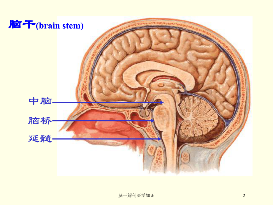 脑干解剖医学知识培训课件.ppt_第2页