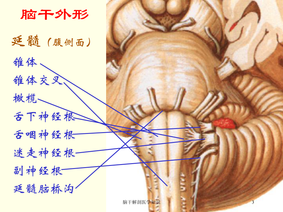 脑干解剖医学知识培训课件.ppt_第3页