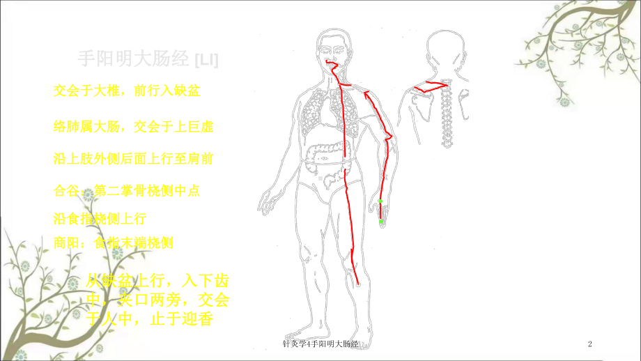 针灸学4手阳明大肠经课件.ppt_第2页