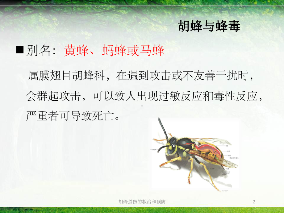 胡蜂蜇伤的救治和预防培训课件.ppt_第2页