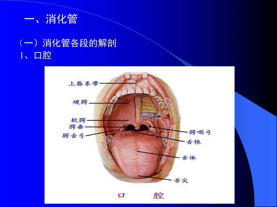 解剖生理学第8章消化系统的结构和功能课件.ppt_第3页