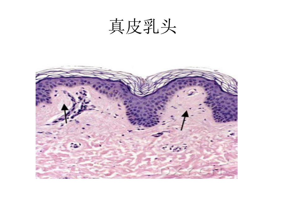 皮肤病理知从入门到高级课件.ppt_第3页