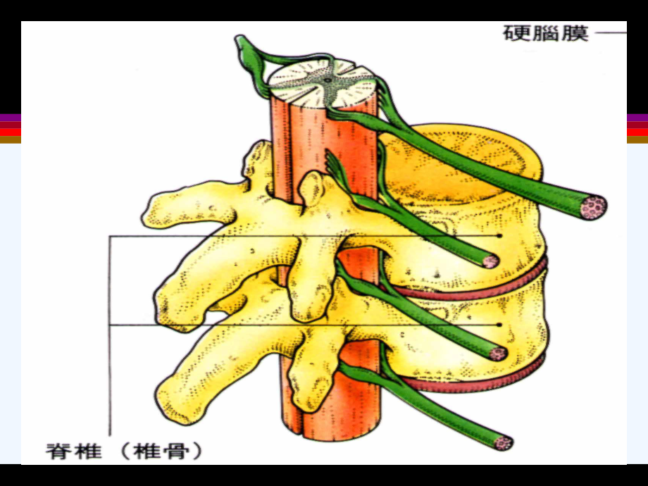 脊髓疾病的掌握要点概要课件.ppt_第3页