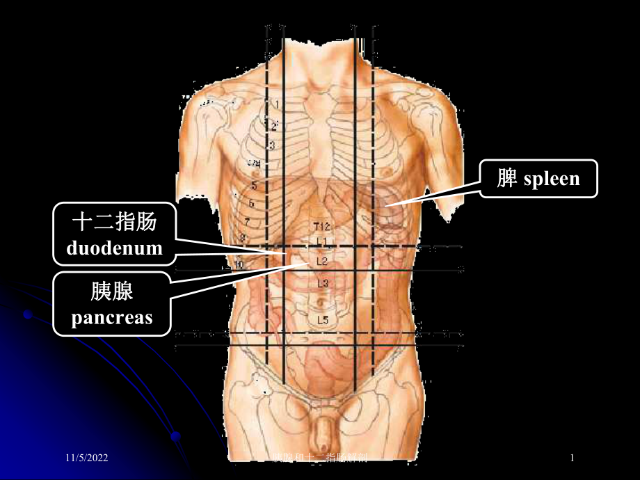 胰腺和十二指肠解剖培训课件.ppt_第1页