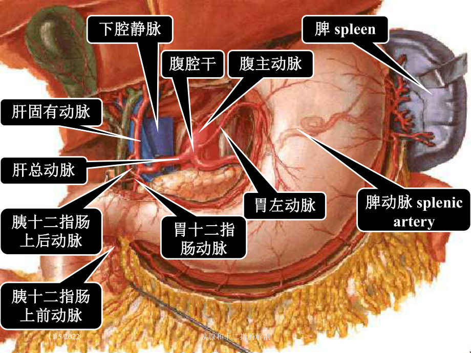 胰腺和十二指肠解剖培训课件.ppt_第2页