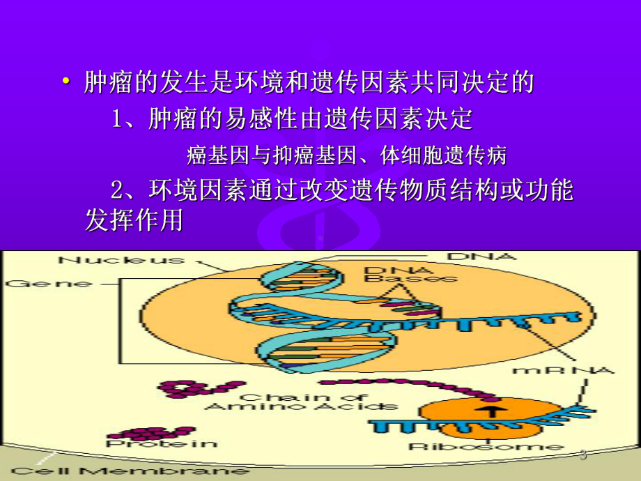 肿瘤与遗传教学课件.ppt_第3页