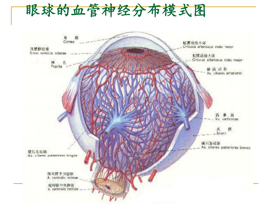 眼底读片培训(91张)课件.ppt_第3页