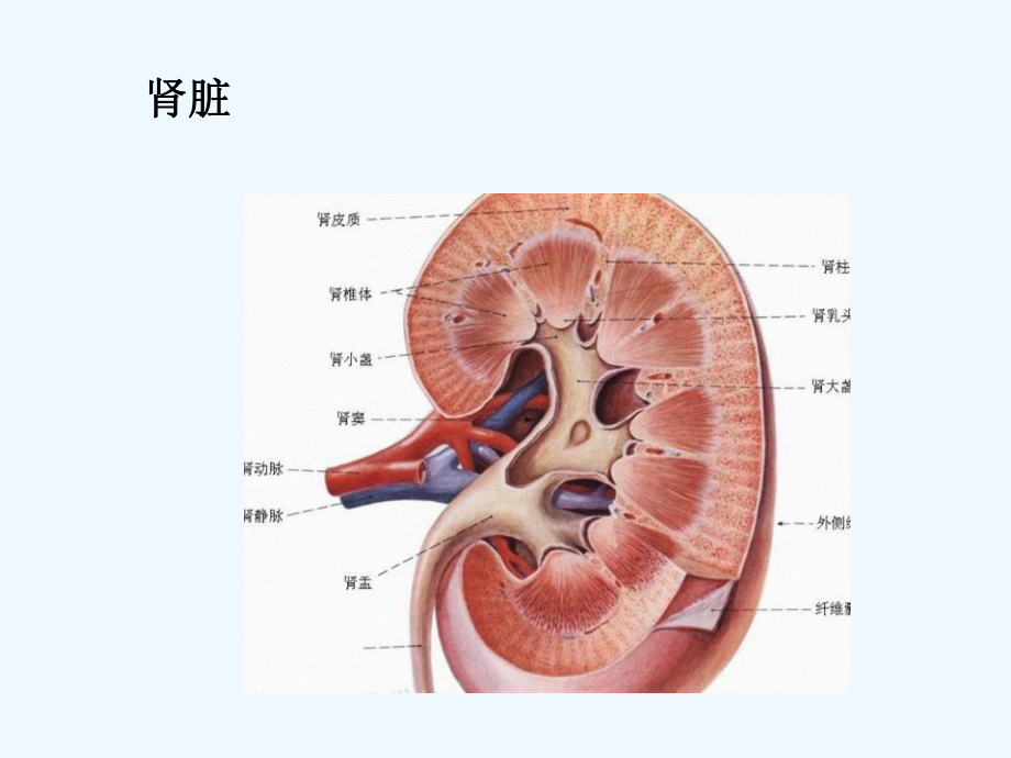 肾病综合征常见症状课件.ppt_第3页